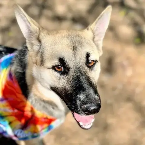 Sheba