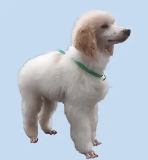 Marshmallow