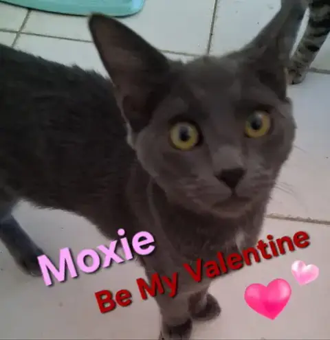 Moxie photo 2