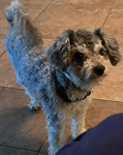 Tito