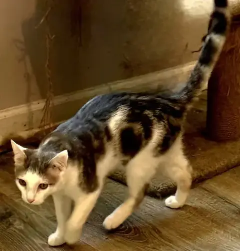 Kitten Gizmo photo 2