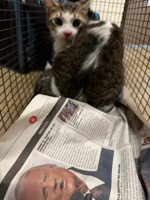 Kiro