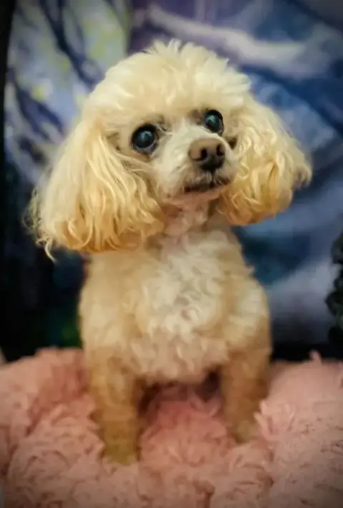 Gizmo Russell Dec 25 photo 3