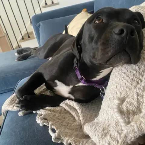 Stella photo 4