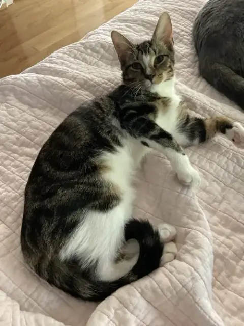 Finn