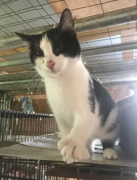 Oreo photo 3