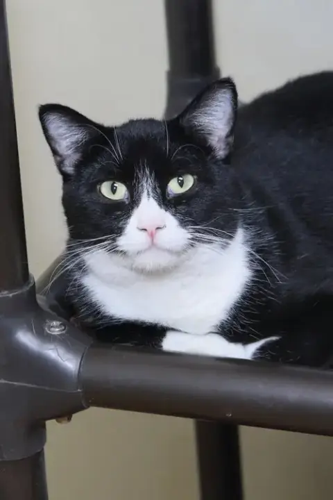Bo