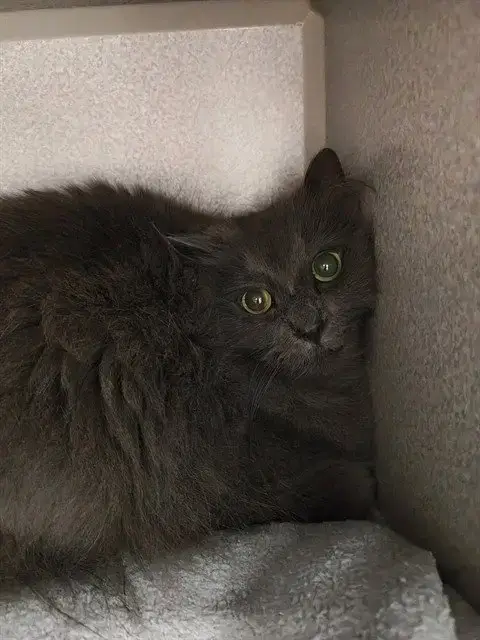 Cloud
