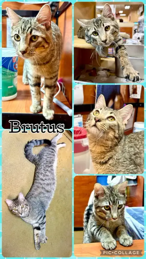 Brutus