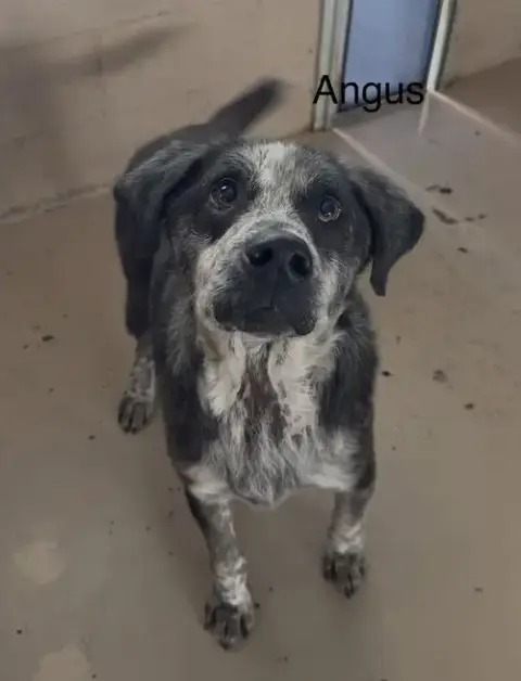 Angus photo 4