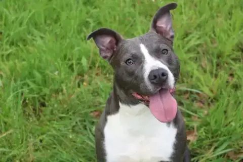 Sylvie