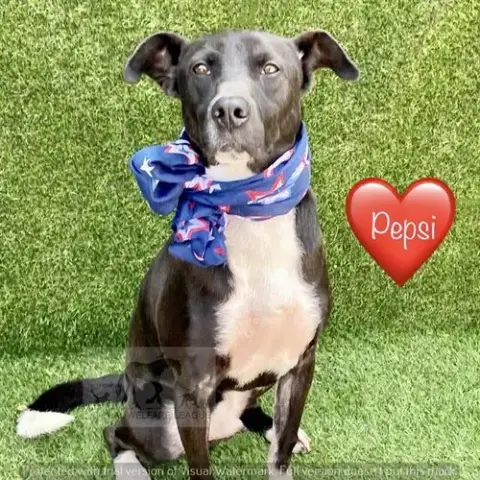 Pepsi