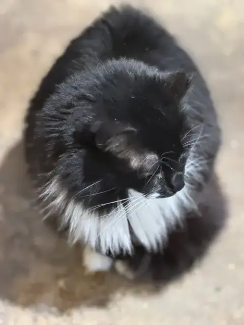 Meowrvelous Mrs. Maisel photo 3