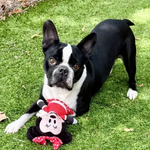 Snoopy photo 4