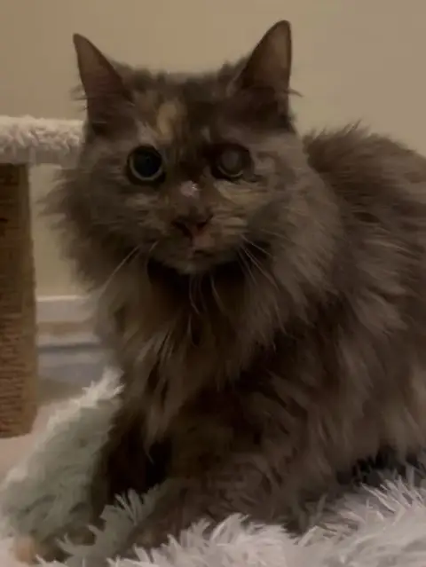 Cora