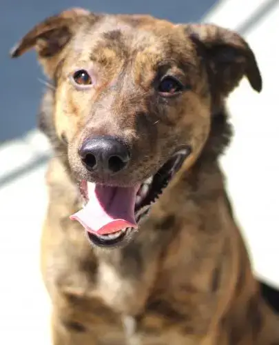 Hera Aka Honey