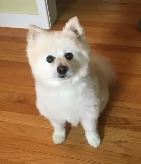 Milo Jr photo 4