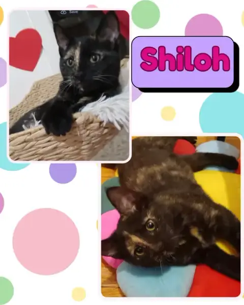 Shiloh