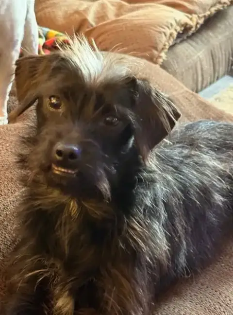 Momo-In A Foster Home