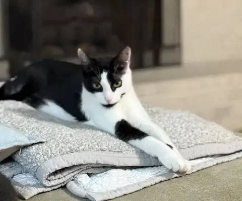 Cassandra