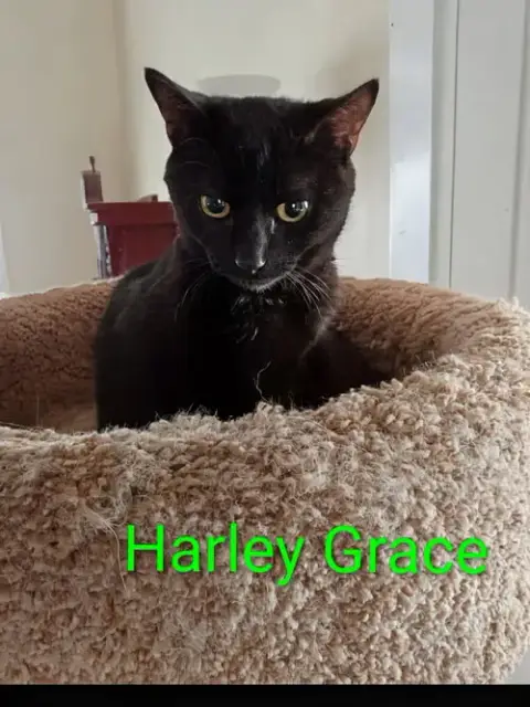 Kitten Harley Grace