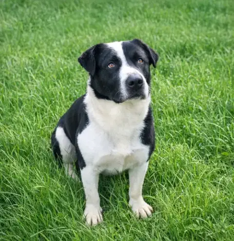 Murphy
