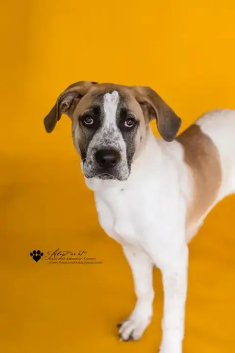 Dash- Diamond Dog $75 Adoption Fee!
