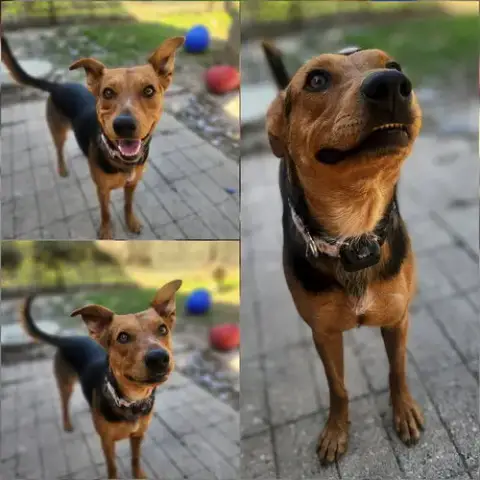 Tootie