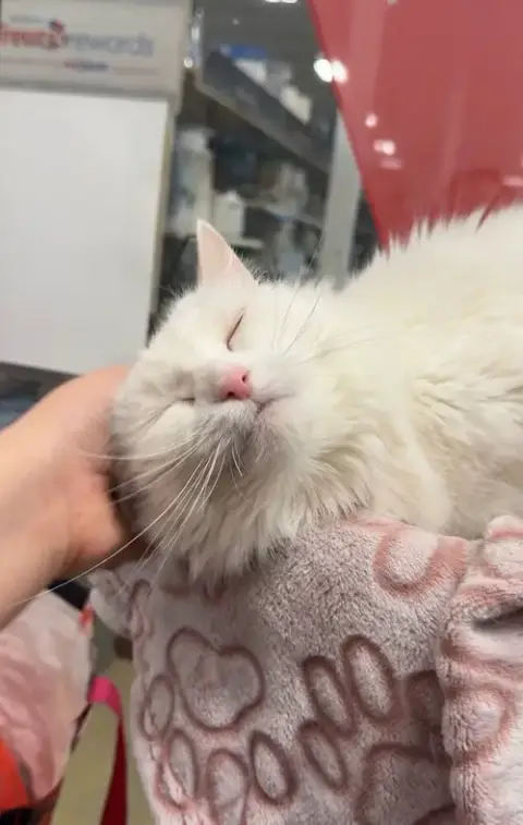 Parmesan