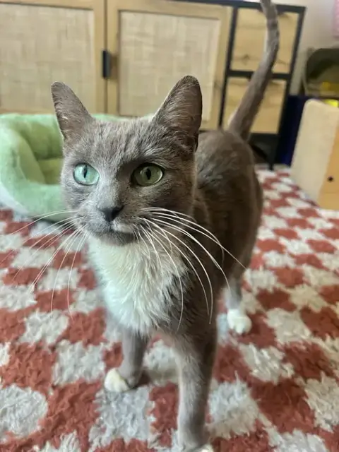 Anya