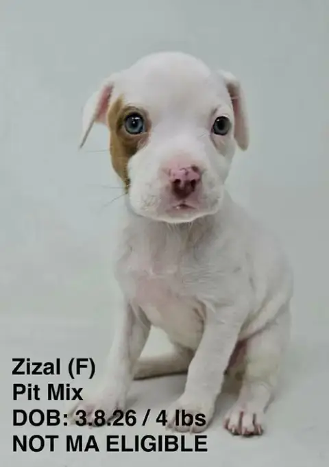 Zizal