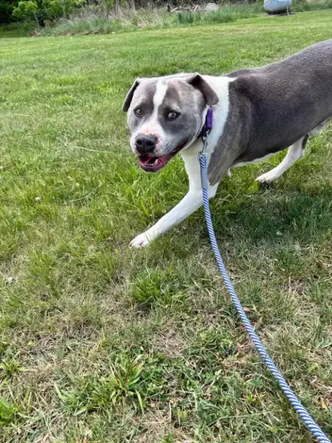 Blue: At Shelter photo 5