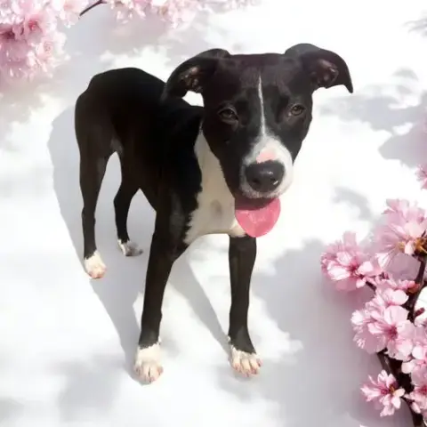 Phoebe photo 2