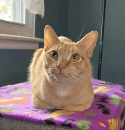 Peaches