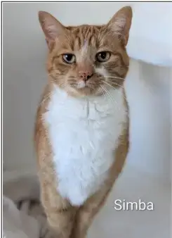 Simba photo 2
