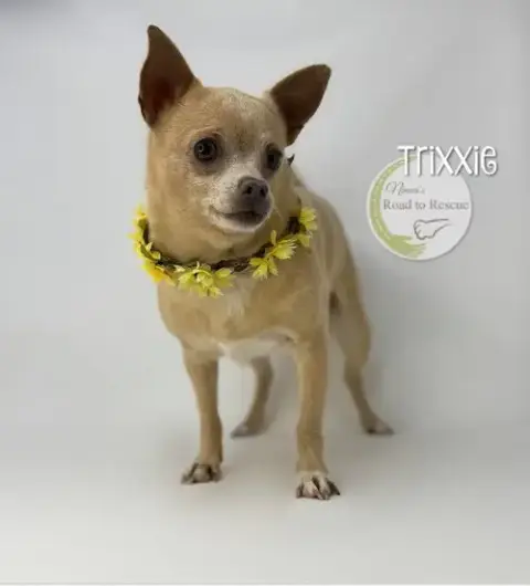 Trixxie photo 2