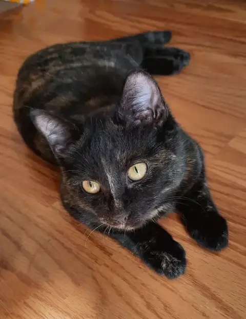 Mocha photo 4