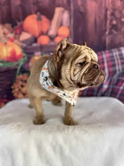 Truffle photo 4