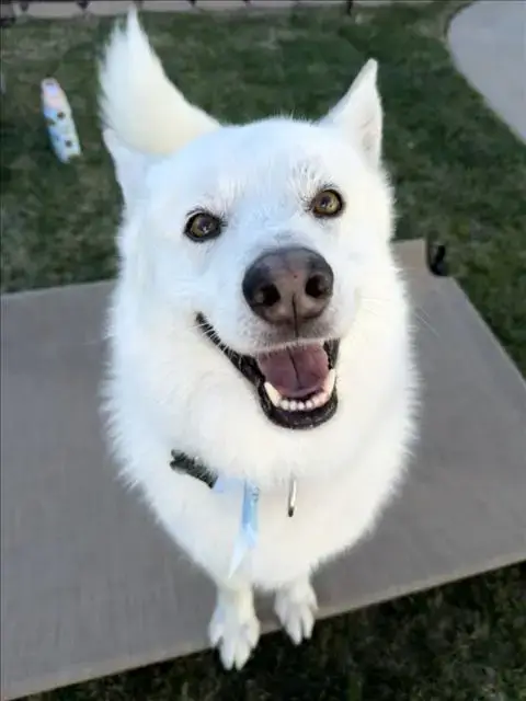 Aspen