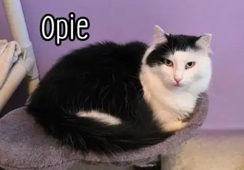 Opie photo 4