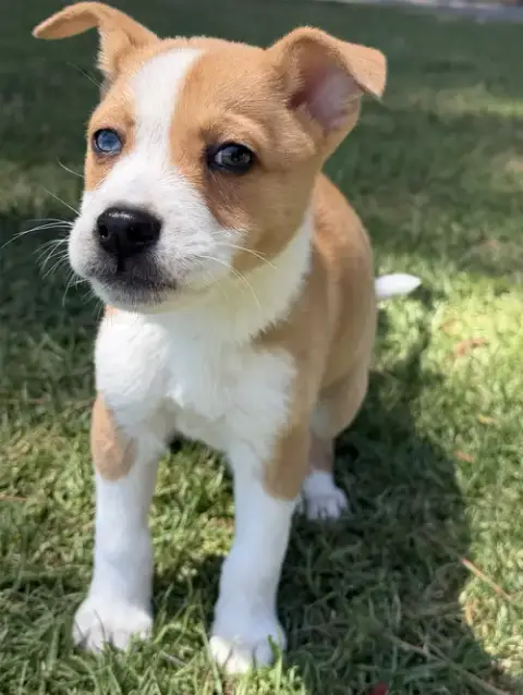 Ziggy photo 2