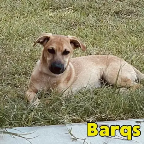 Barq'S Root Beer photo 2