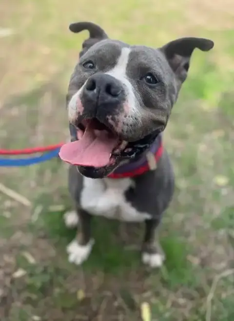 Gemma