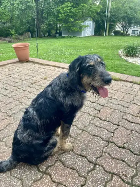 Mcscruff photo 4