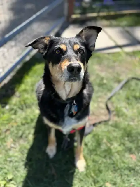 Sadie photo 3