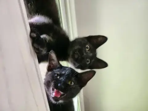 Jiji photo 4