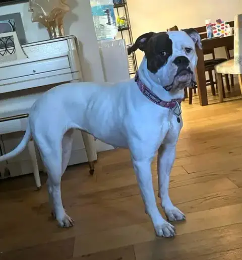 Piper photo 3