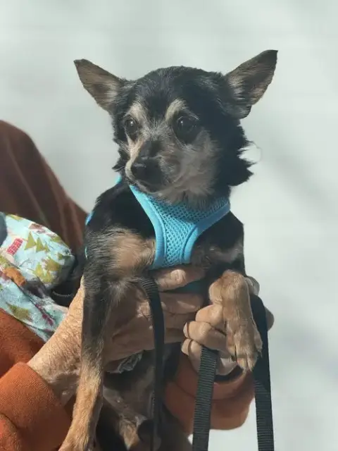 Tiny