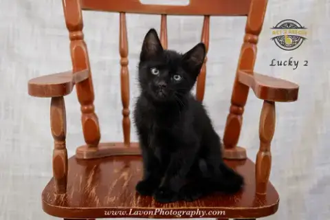 Lucky 2 photo 4