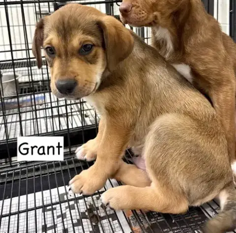 Grant photo 2